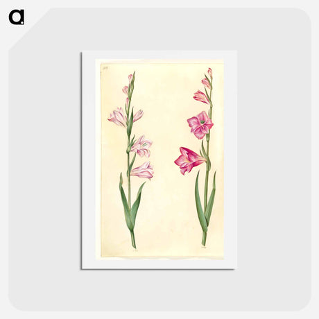 アートポストカード-Gladiolus communis
 - マリア ジビーラ メーリアン Postcard.