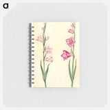 アートメモ帳-Gladiolus communis
 - マリア ジビーラ メーリアン Memo.
