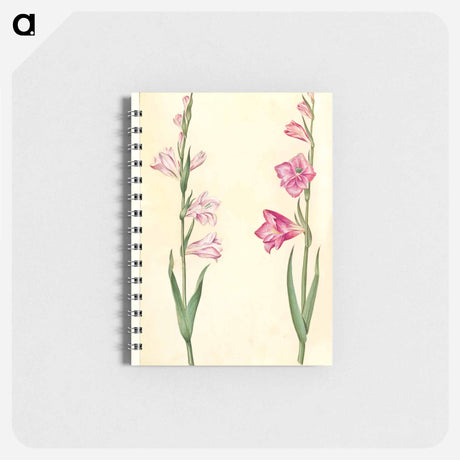 アートメモ帳-Gladiolus communis
 - マリア ジビーラ メーリアン Memo.