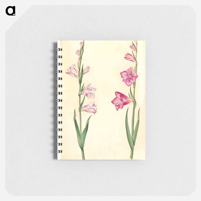 アートメモ帳-Gladiolus communis
 - マリア ジビーラ メーリアン Memo.