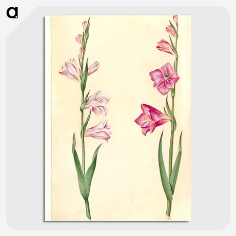 1-94_Maria-Sibylla-Merian_picture-crop
