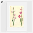 1-94_Maria-Sibylla-Merian_picture