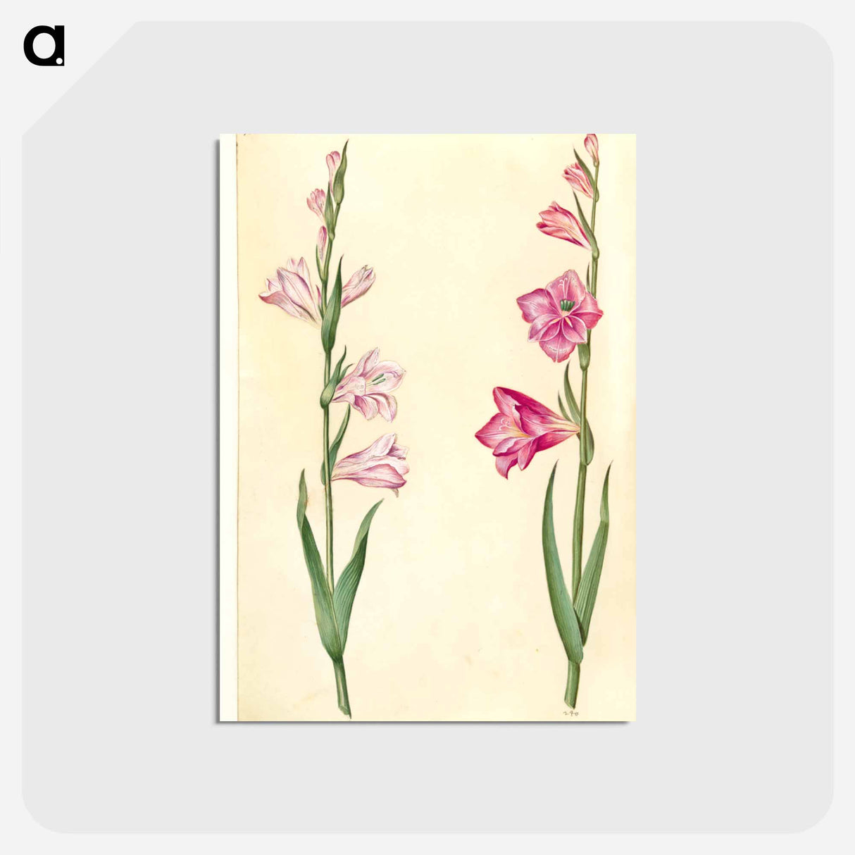 アートポストカード-Gladiolus communis
 - マリア ジビーラ メーリアン Postcard.