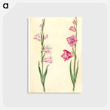 アートポストカード-Gladiolus communis
 - マリア ジビーラ メーリアン Postcard.