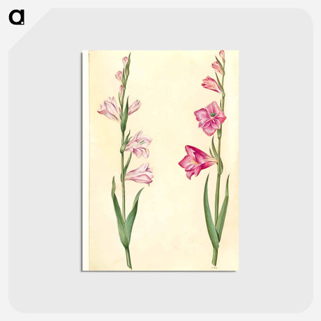 アートポストカード-Gladiolus communis
 - マリア ジビーラ メーリアン Postcard.