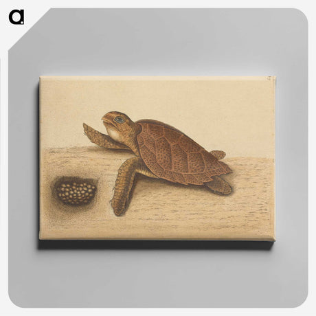 1-94_Mark-Catesby_canvas