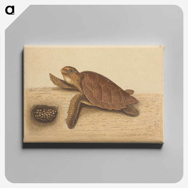 1-94_Mark-Catesby_canvas