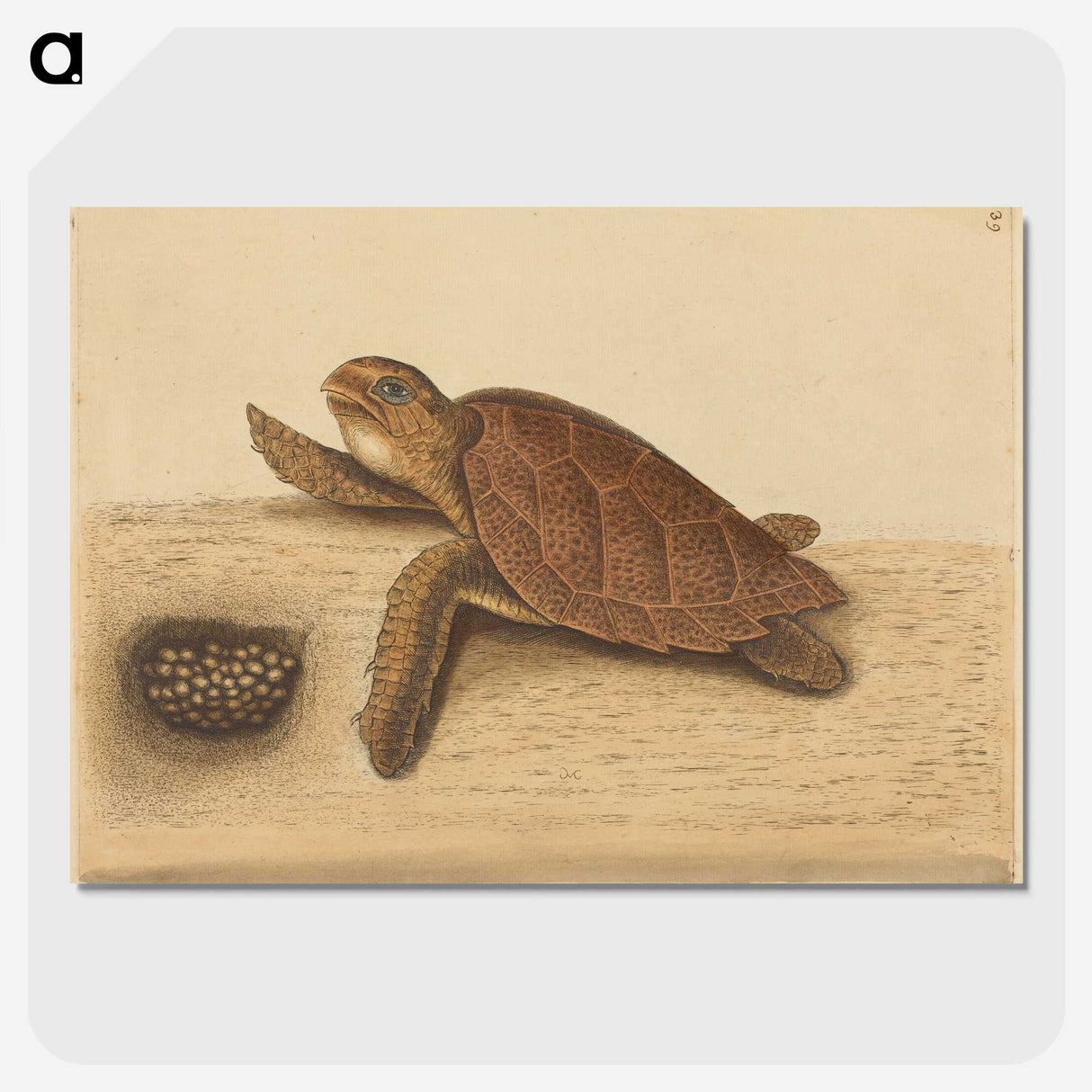 1-94_Mark-Catesby_picture-crop