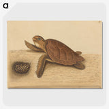 1-94_Mark-Catesby_picture-crop