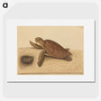 1-94_Mark-Catesby_picture