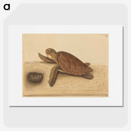 1-94_Mark-Catesby_picture