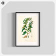 アートポスター-Henbane Illustration
 - 薬用植物学 Poster.
