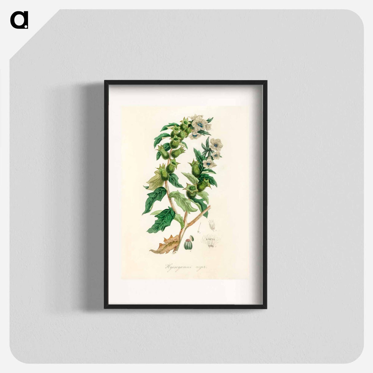 アートポスター-Henbane Illustration
 - 薬用植物学 Poster.
