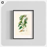 アートポスター-Henbane Illustration
 - 薬用植物学 Poster.