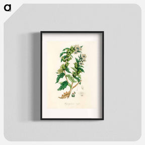 アートポスター-Henbane Illustration
 - 薬用植物学 Poster.