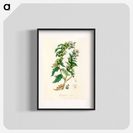 アートポスター-Henbane Illustration
 - 薬用植物学 Poster.