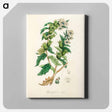 アートパネル-Henbane Illustration
 - 薬用植物学 Canvas.