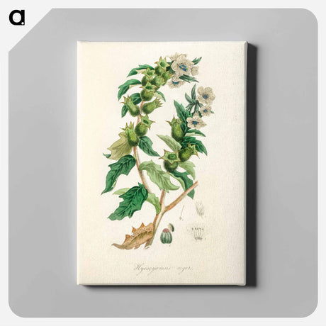 アートパネル-Henbane Illustration
 - 薬用植物学 Canvas.