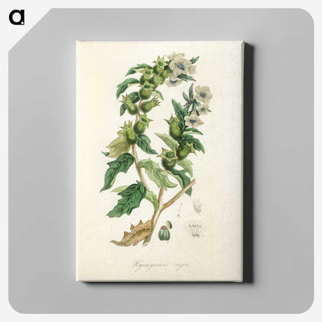 1-94_Medical-Botany_canvas