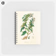 アートメモ帳-Henbane Illustration
 - 薬用植物学 Memo.