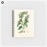 アートメモ帳-Henbane Illustration
 - 薬用植物学 Memo.