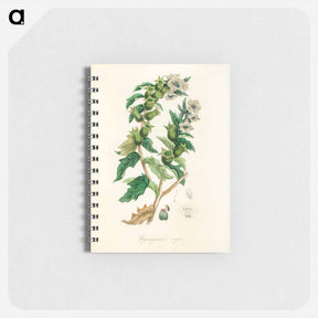 アートメモ帳-Henbane Illustration
 - 薬用植物学 Memo.