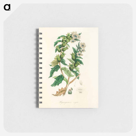 アートメモ帳-Henbane Illustration
 - 薬用植物学 Memo.