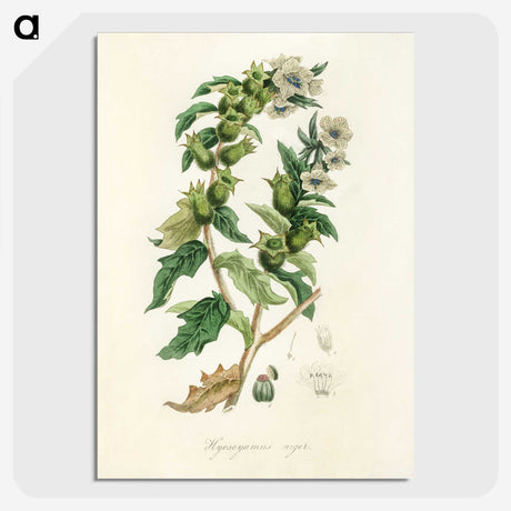 1-94_Medical-Botany_picture-crop