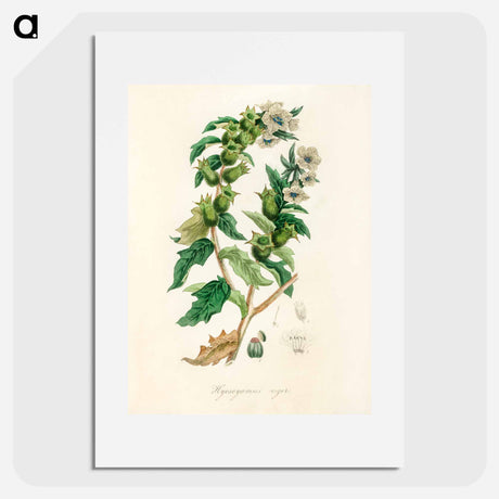 アートポスター-Henbane Illustration
 - 薬用植物学 Poster.