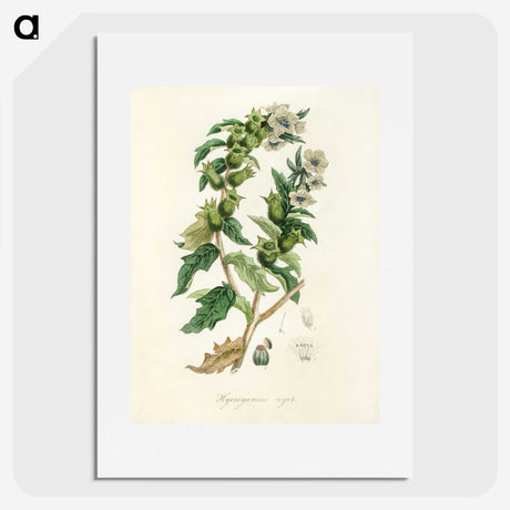 1-94_Medical-Botany_picture