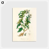 アートポストカード-Henbane Illustration
 - 薬用植物学 Postcard.