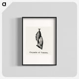 1-94_Moths-and-Butterflies-of-the-United-States_blk