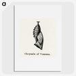 1-94_Moths-and-Butterflies-of-the-United-States_picture