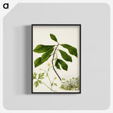 1-94_Native-Flowering-Plants-of-New-Zealand_blk-crop