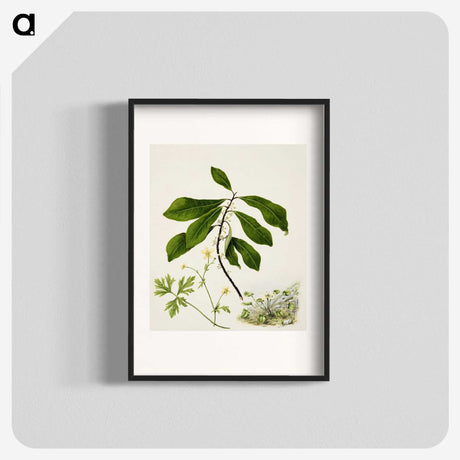 1-94_Native-Flowering-Plants-of-New-Zealand_blk