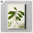 1-94_Native-Flowering-Plants-of-New-Zealand_canvas