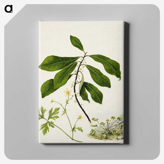 1-94_Native-Flowering-Plants-of-New-Zealand_canvas