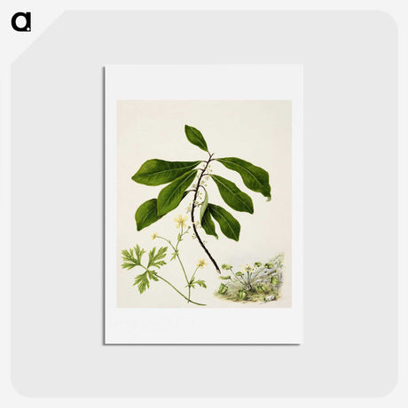 1-94_Native-Flowering-Plants-of-New-Zealand_hagaki