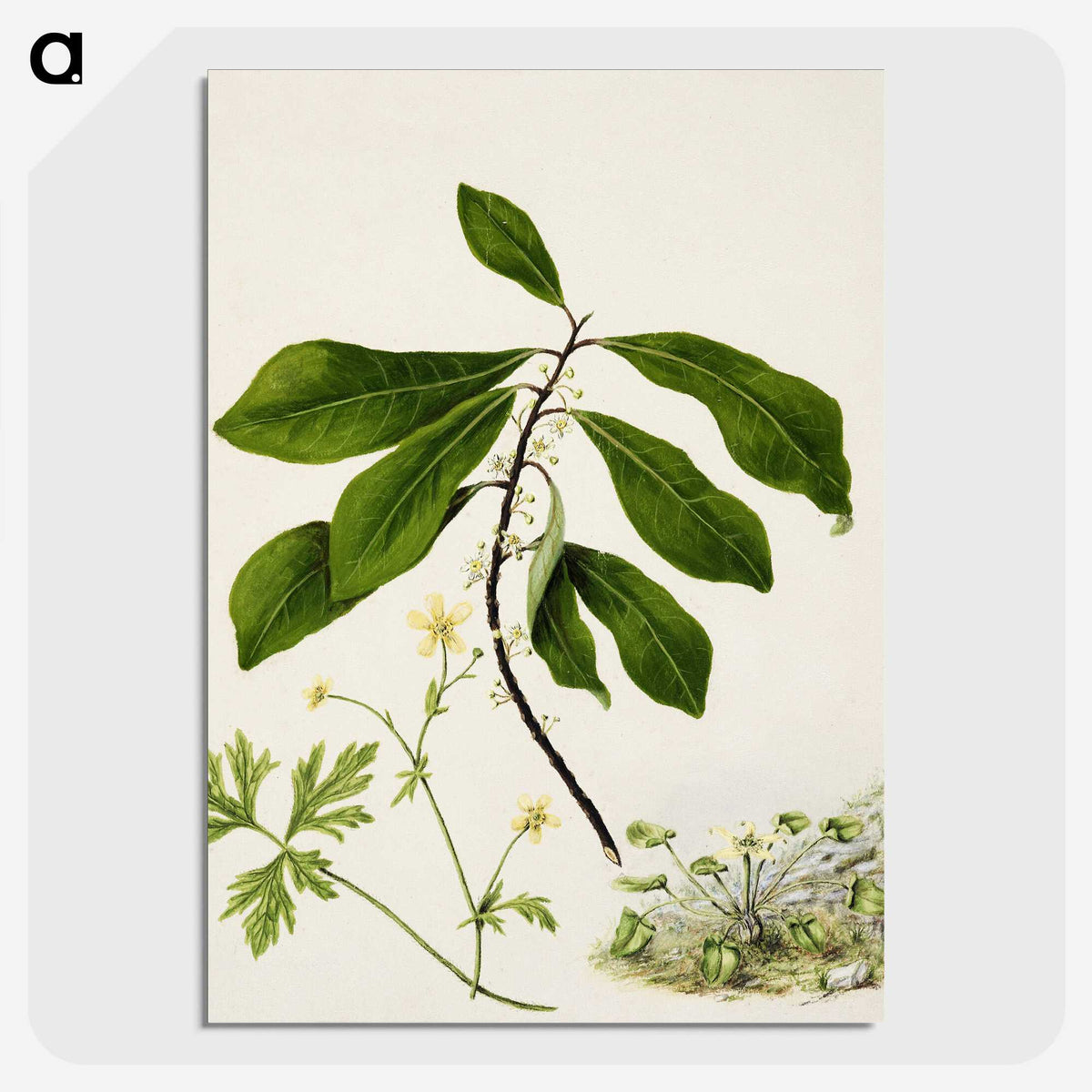 1-94_Native-Flowering-Plants-of-New-Zealand_picture-crop