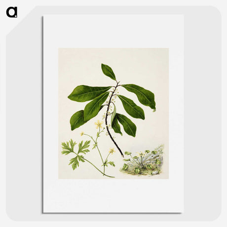1-94_Native-Flowering-Plants-of-New-Zealand_picture