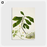 1-94_Native-Flowering-Plants-of-New-Zealand_postcard