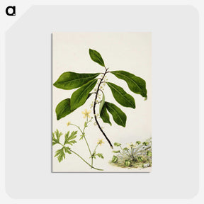 1-94_Native-Flowering-Plants-of-New-Zealand_postcard