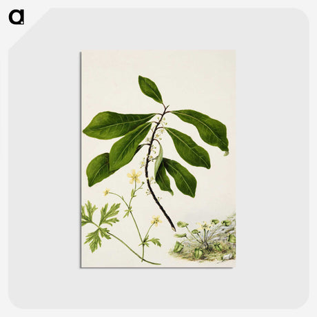 1-94_Native-Flowering-Plants-of-New-Zealand_postcard