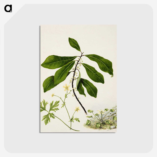 1-94_Native-Flowering-Plants-of-New-Zealand_postcard