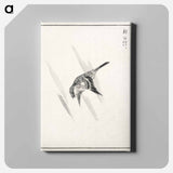 アートパネル-Japanese Cuckoo
 - 鳥類図鑑 Canvas.