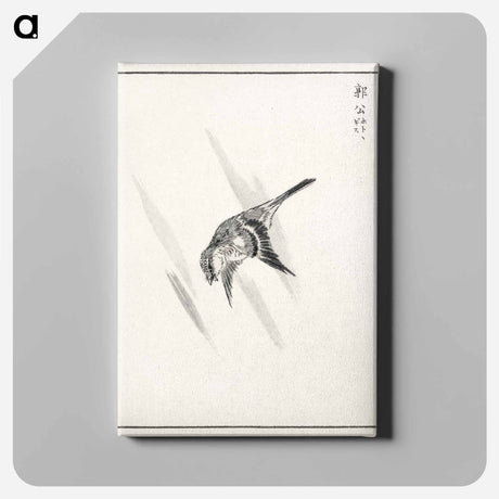 アートパネル-Japanese Cuckoo
 - 鳥類図鑑 Canvas.
