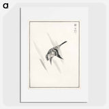 アートポスター-Japanese Cuckoo
 - 鳥類図鑑 Poster.