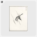 アートポストカード-Japanese Cuckoo
 - 鳥類図鑑 Postcard.