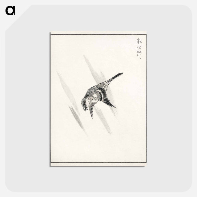 アートポストカード-Japanese Cuckoo
 - 鳥類図鑑 Postcard.