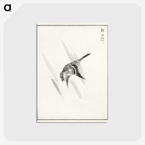 ホトトギス - 鳥類図鑑 Postcard.